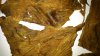 peke_DSC_0136.JPG