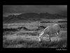 Caballo blanco.jpg