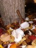 IMG_20181201_220617.jpg