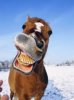 upload_2019-12-3_6-36-58.jpeg