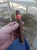 Condega Robusto 5 1-2x50.jpg