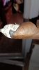 IMG-20260320-WA0017.jpeg