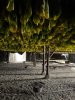 Estufas de gas. Casas de secado. Plasencia. Honduras.jpg